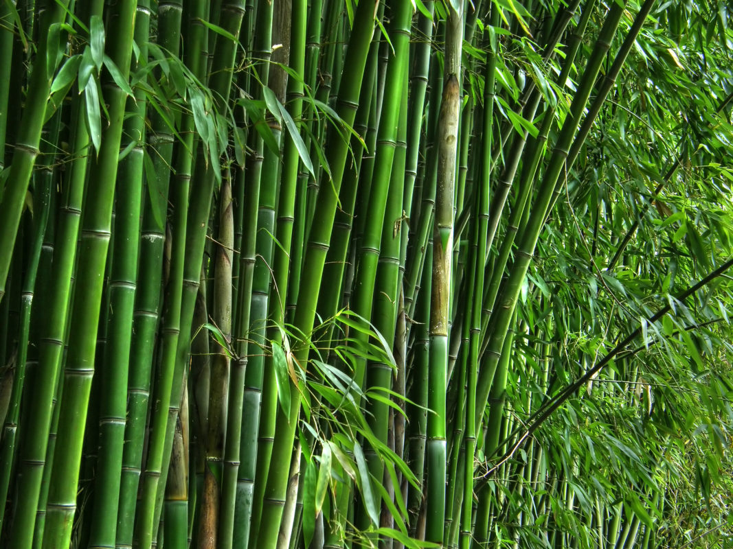 Quy trình sản xuất than tre hoạt tính