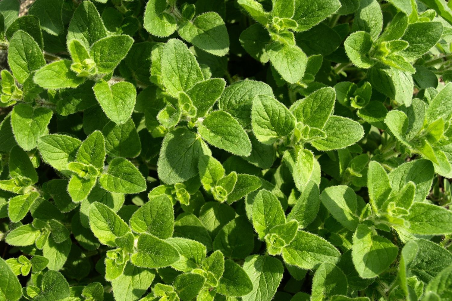 Đặc điểm của l&aacute; Oregano