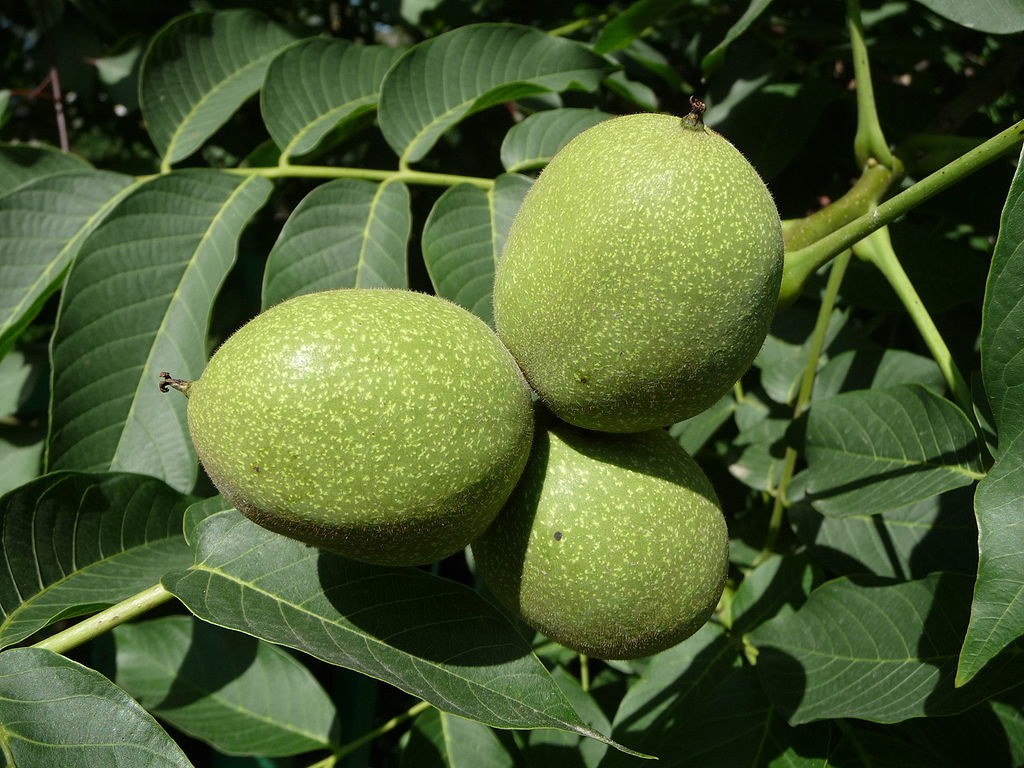 C&acirc;y &oacute;c ch&oacute;