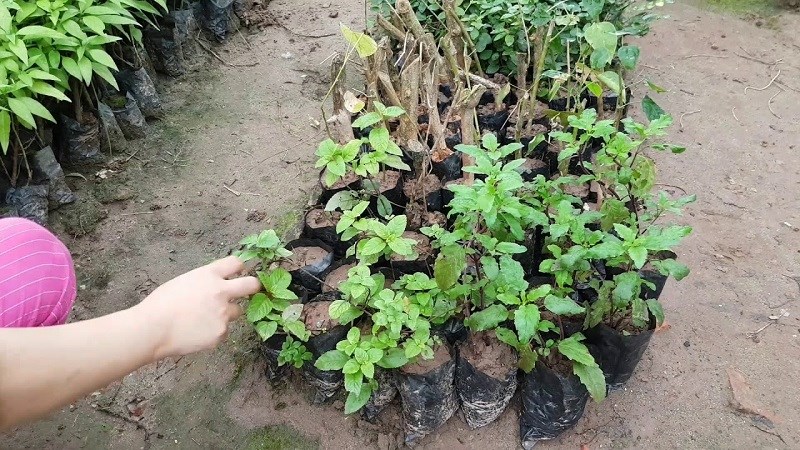 Sương sáo mua ở đâu