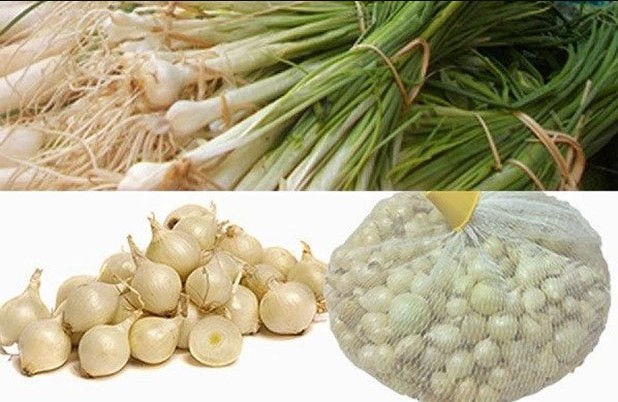 Củ n&eacute;n l&agrave; g&igrave;?
