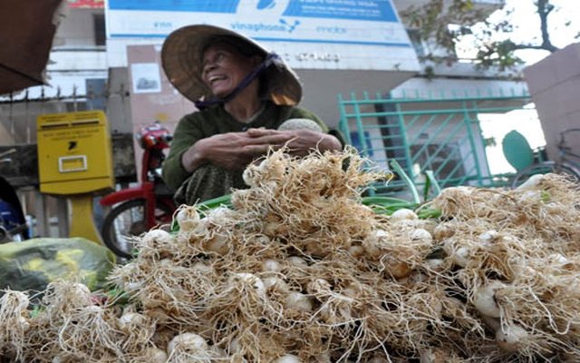 Củ n&eacute;n mua ở đ&acirc;u?
