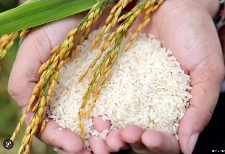 Gạo tẻ là gì tìm hiểu về gạo tẻ