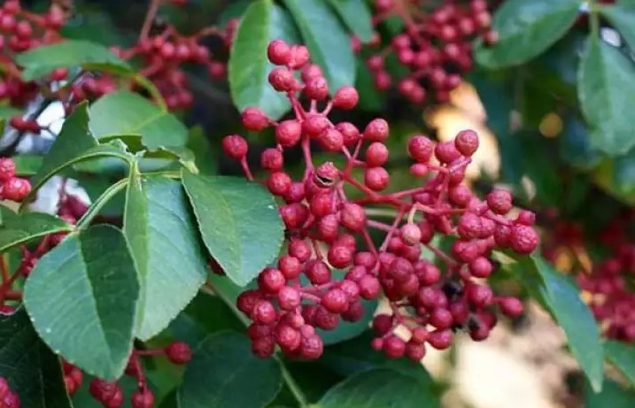 H&igrave;nh ảnh c&acirc;y hoa ti&ecirc;u Tứ Xuy&ecirc;n