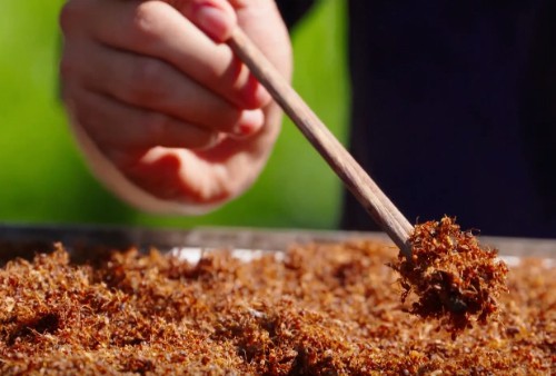 muối kiến vàng là gì