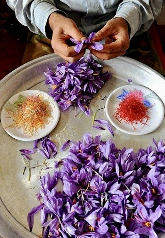 đặc điểm saffron
