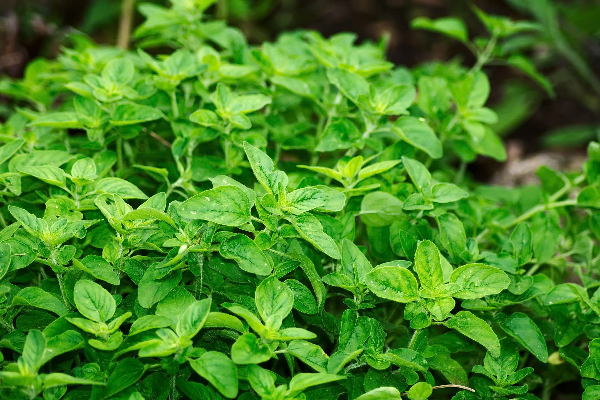 Đặc điểm của c&acirc;y oregano