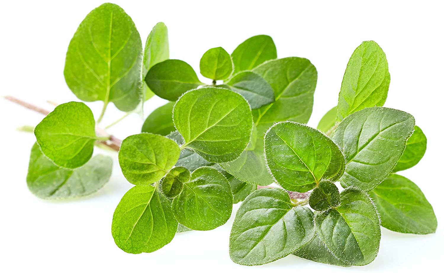 L&aacute; oregano