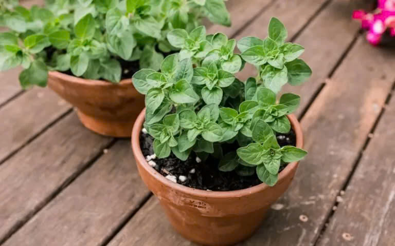 Oregano l&agrave; c&acirc;y g&igrave;?