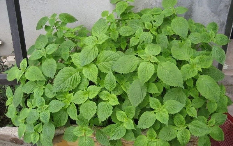 Rau kinh giới là gì