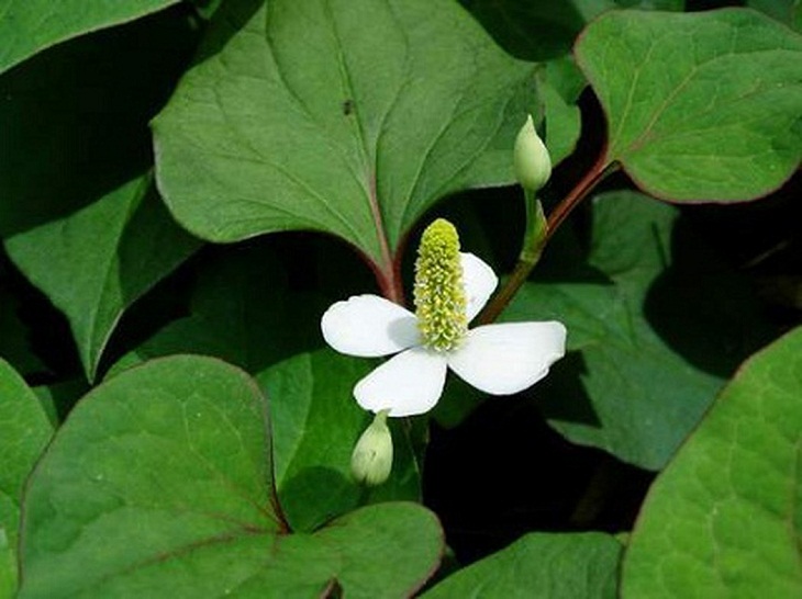 Rau Diếp C&aacute;