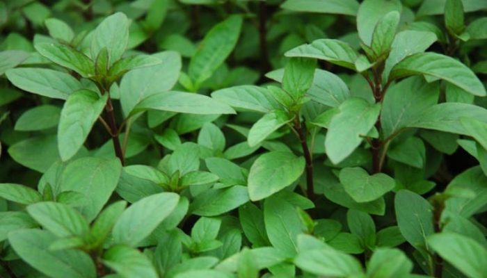 Rau H&uacute;ng L&aacute;ng