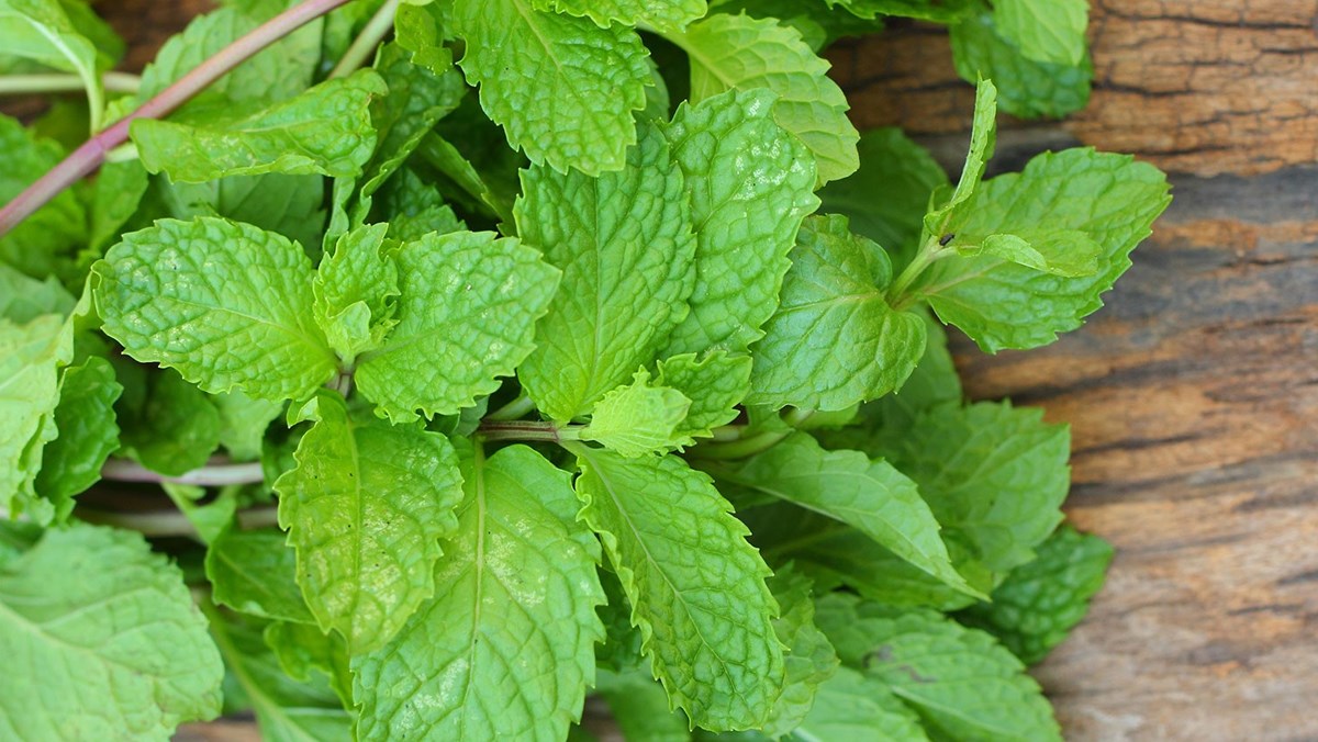 Rau H&uacute;ng Lủi