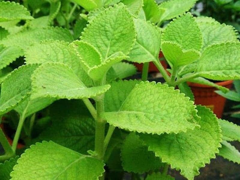 Rau h&uacute;ng chanh