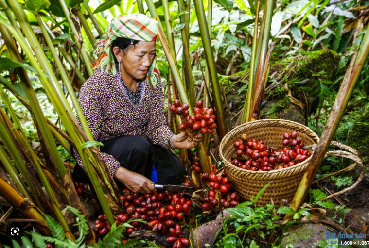 C&acirc;y thảo quả đỏ