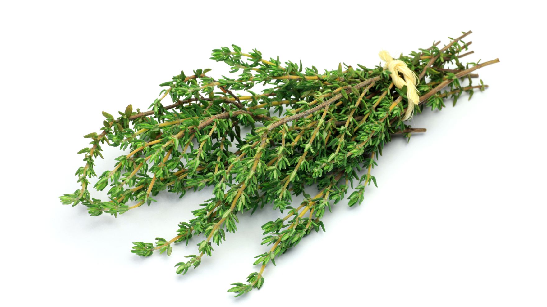 L&aacute; thyme mua ở đ&acirc;u?