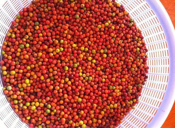 Mua tiêu đỏ ở đâu