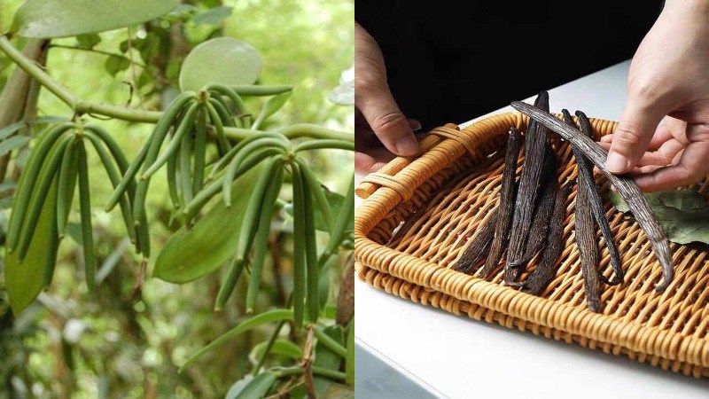 Vani được l&agrave;m từ g&igrave;?