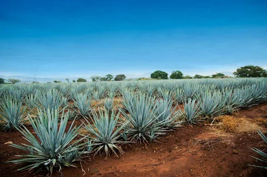thơm Agave