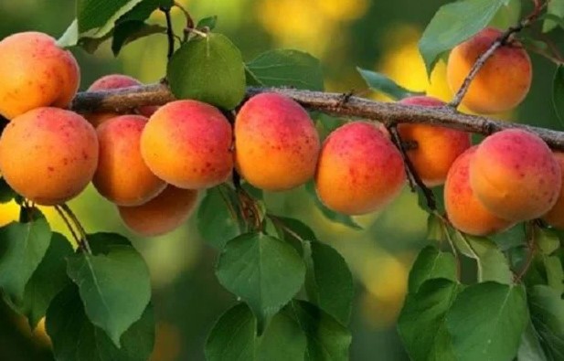 Apricot l&agrave; g&igrave;